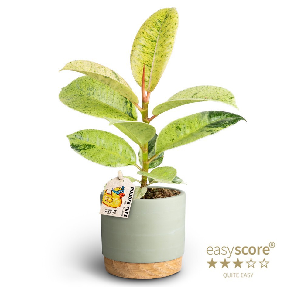 FICUS ELASTICA 40920586 WB G Shiveriana, D 10