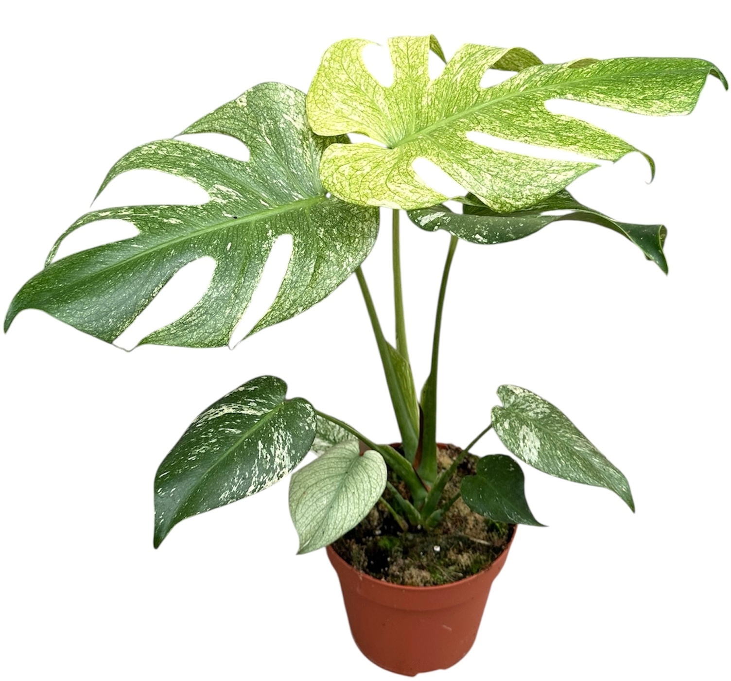Monstera Mint / White monster, D 17 cm