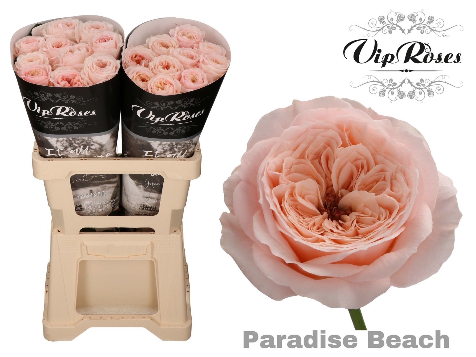 Роза од. KL Пэрадайз Бич 60, шт.
