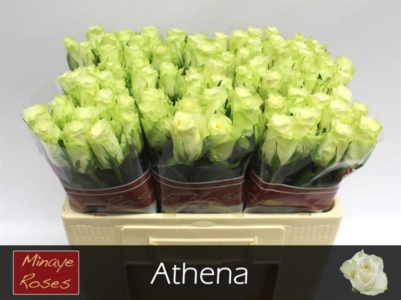 Роза од. Атена 50, шт.