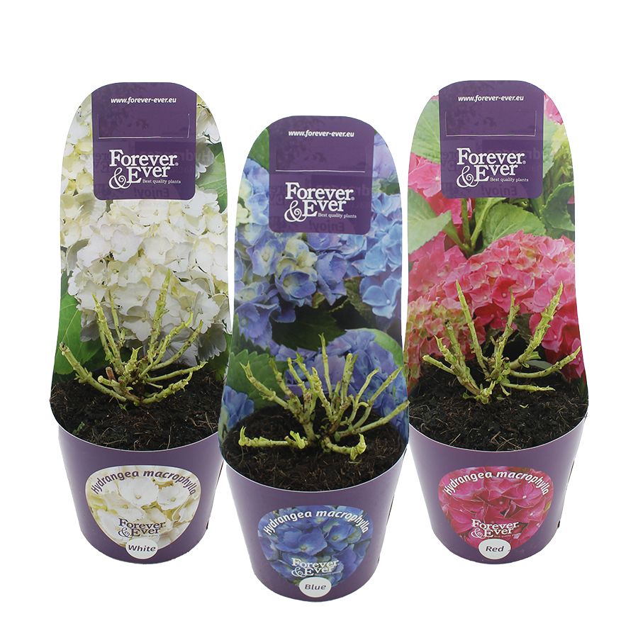 Hydrangea macr. Forever & Ever® MIX C2 (17cm.) Potcover, D 17