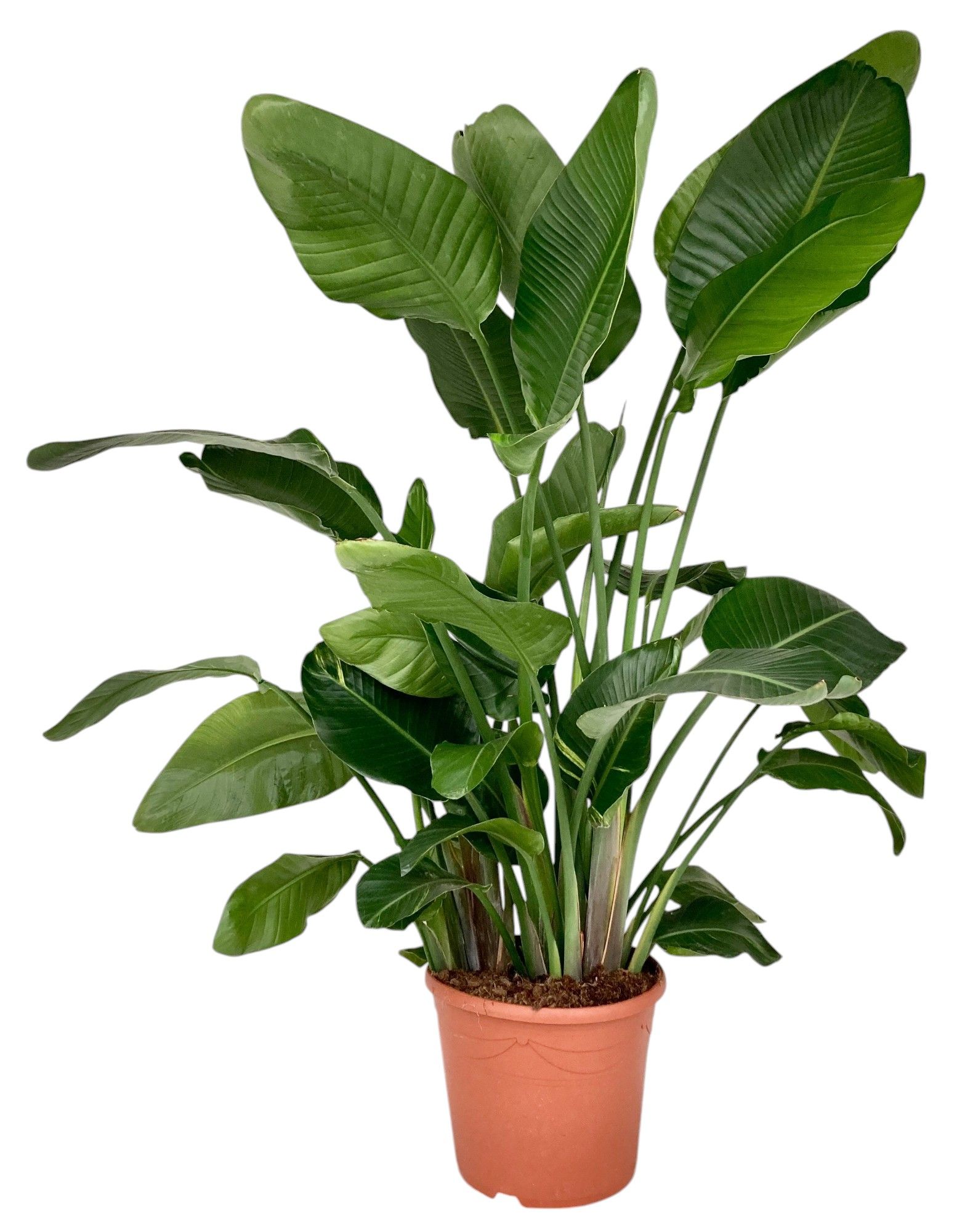 Strelitzia Nicolai P35, D 35