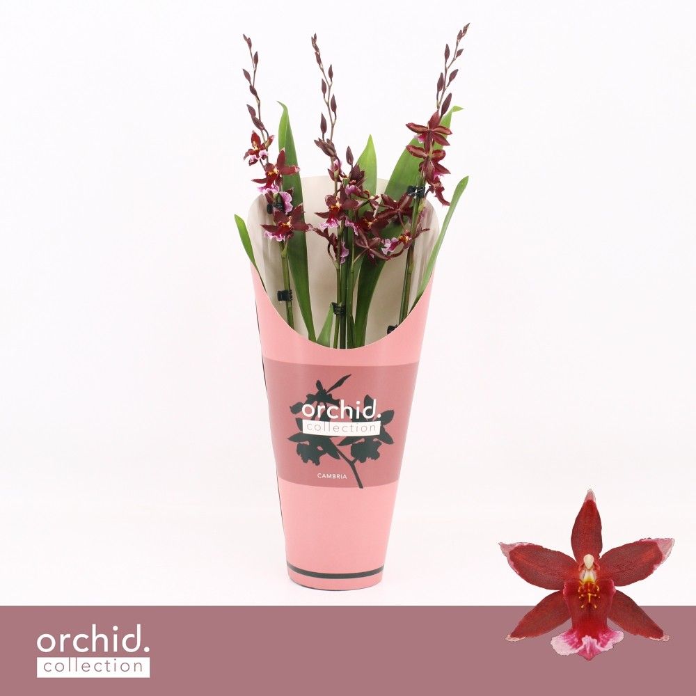 Barrocco Red, 3/4-spike 65+ cm 'Orchid Collection' Potcover, D 12