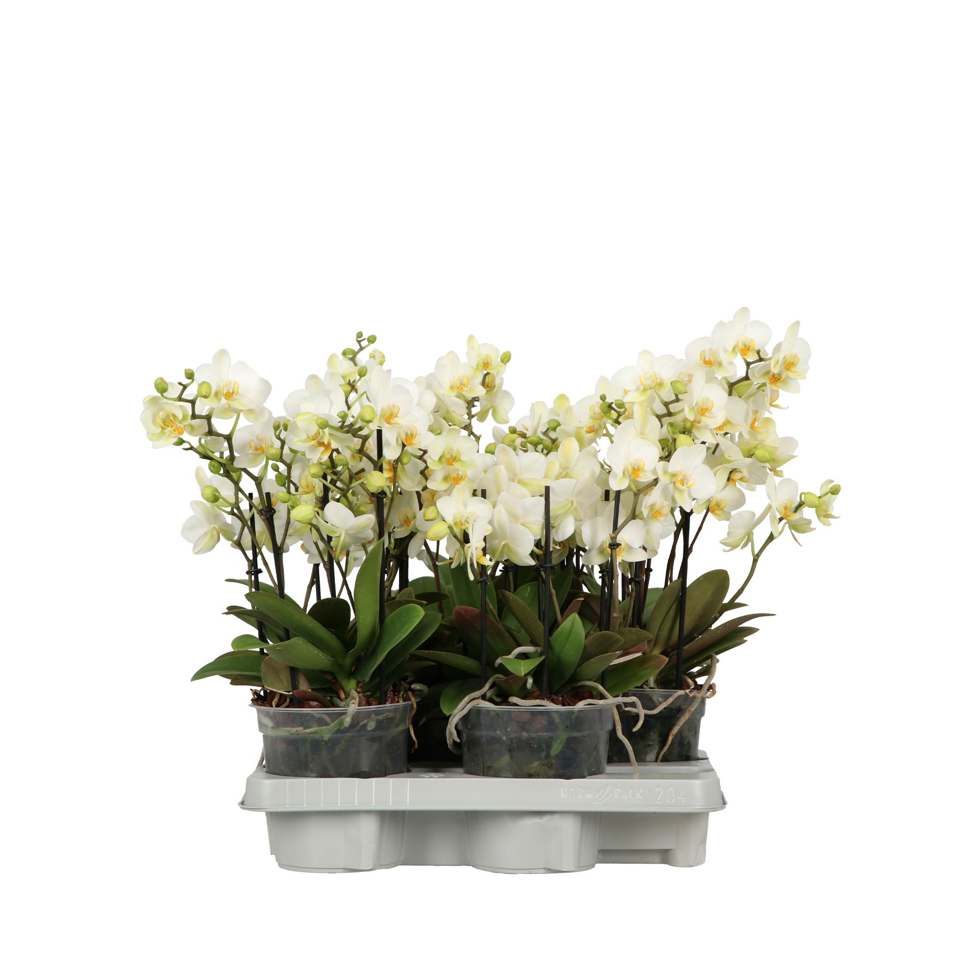 Flora P15 A2 Bella, D 15 cm