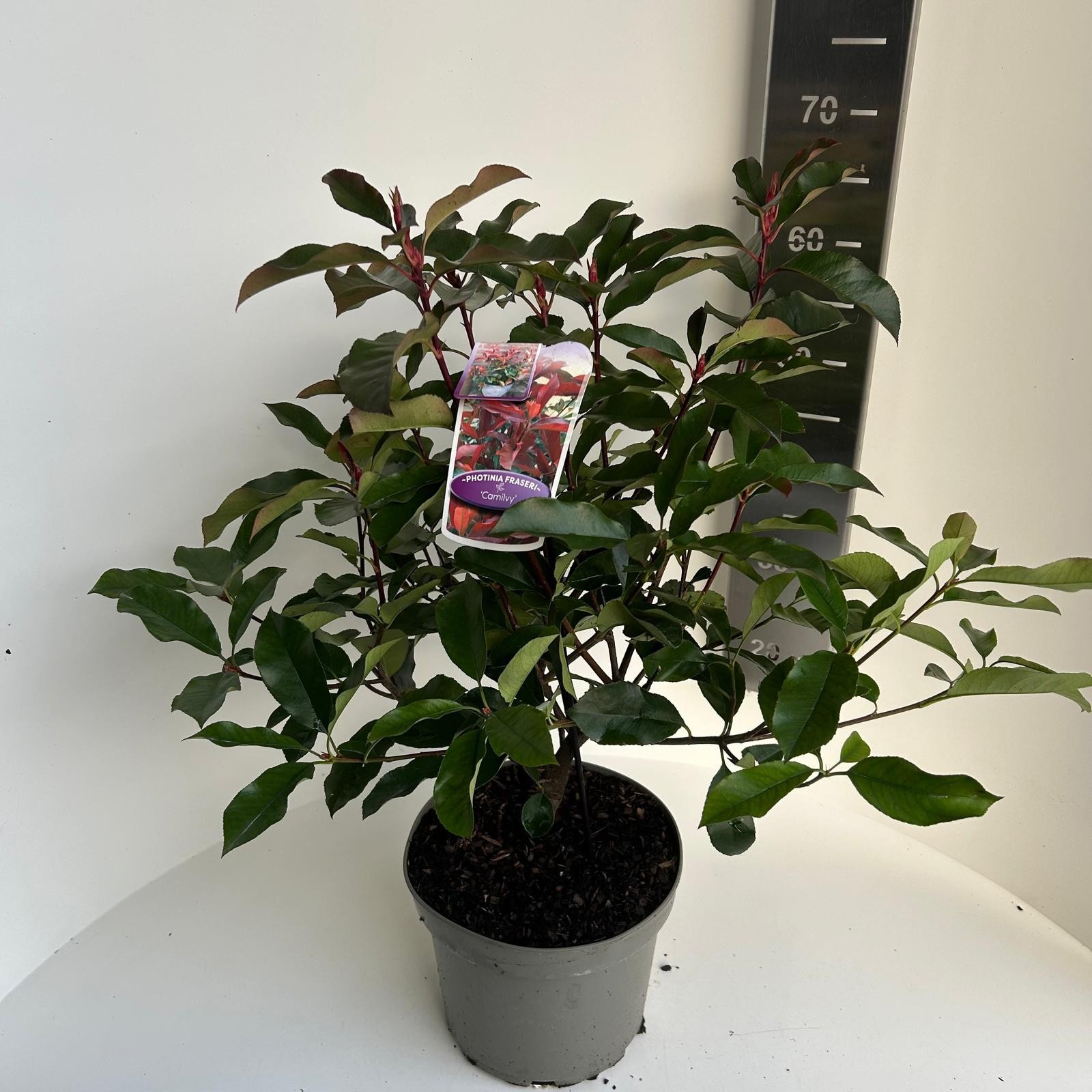 Photinia fras. Camilvy, D 23