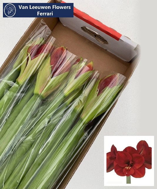 Амарилис Феррари (красн.) x24, шт.