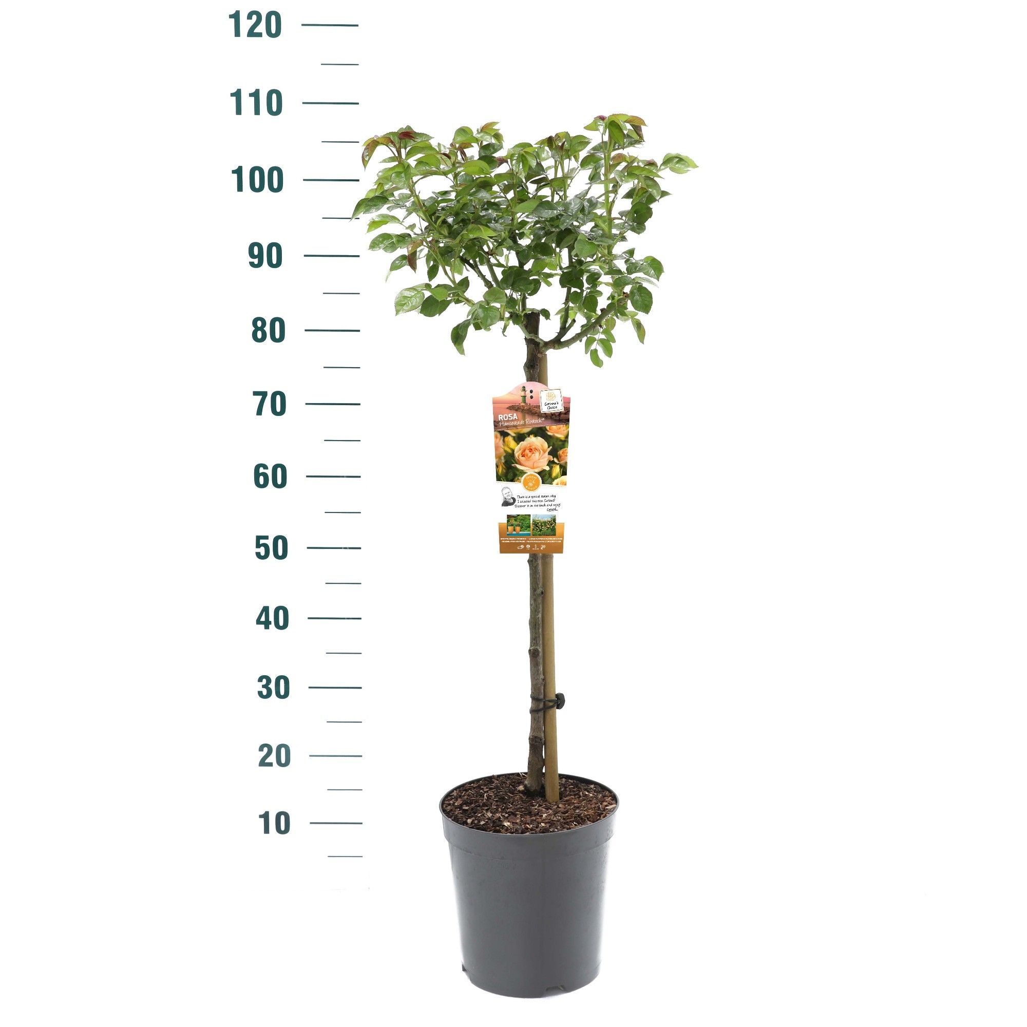 Rosa 'Hansestadt Rostock'- 60 Stam - Exclusive Collection, D 24 cm Rosa 'Hansestadt Rostock'- 60 Stam - Exclusive Collection, D 24 cm