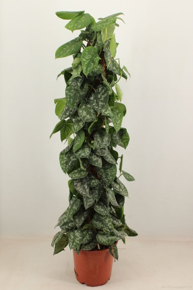 scindapsus trebie 120 cm mosstok, D 24