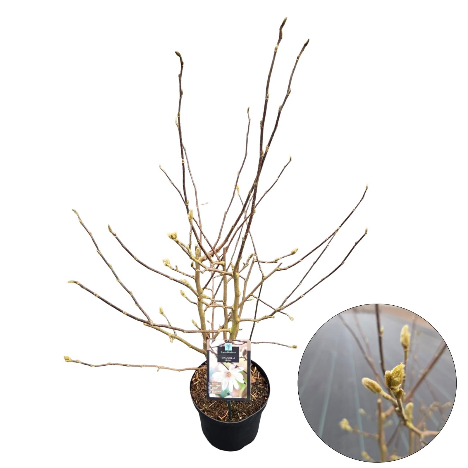 Magnolia 'Stellata', D 19