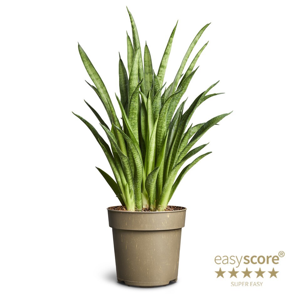 SANSEVIERIA HYBRID 'Panthea', D 11