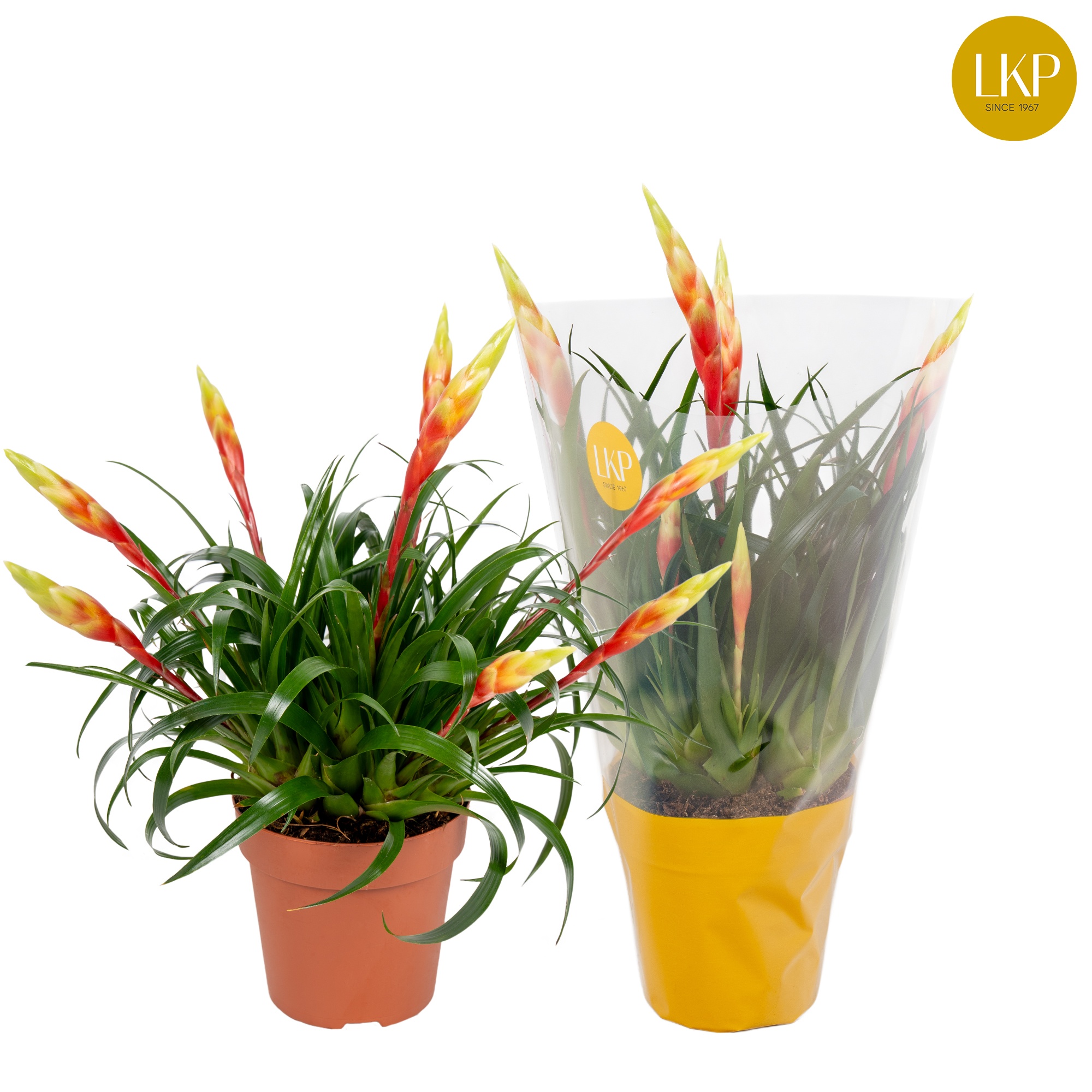 Vriesea Multiflower Shannon Geel (Met Hoes), D 12