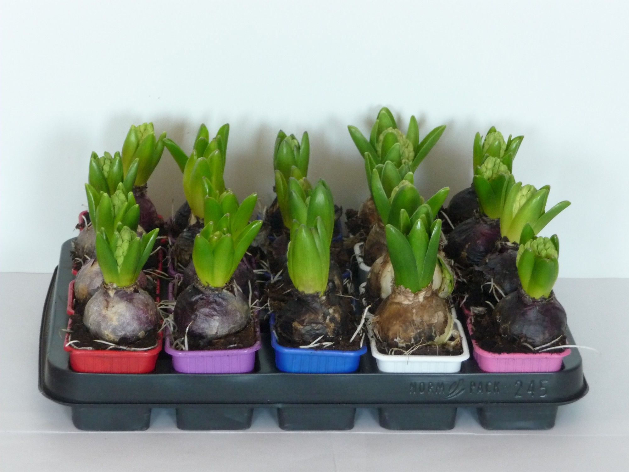 Hyacint 1pp op 7cm vierkant gekleurde kweekpot, D 7