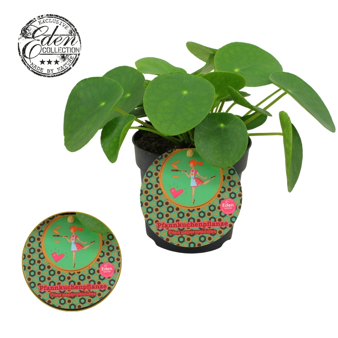 Pilea Peperomioides 10,5cm Duits etiket, D 10,5
