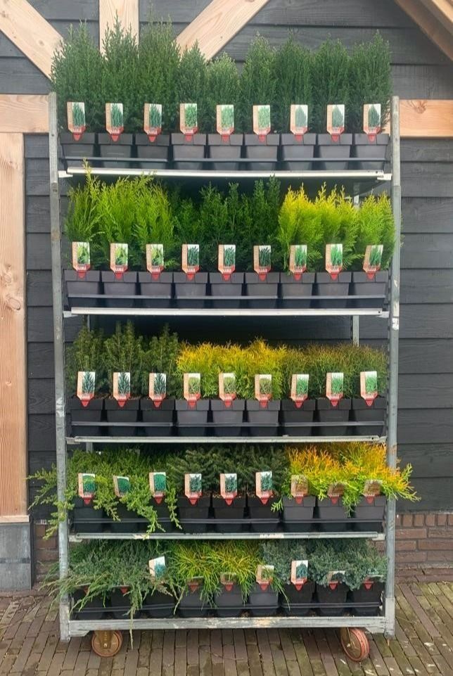 Mixcc Coniferen in soorten P17, D 17