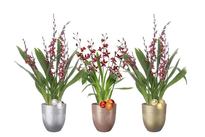 Hugo p12 double lines mix luxury Cambria Barrocco Red 5-6T45+, D 12