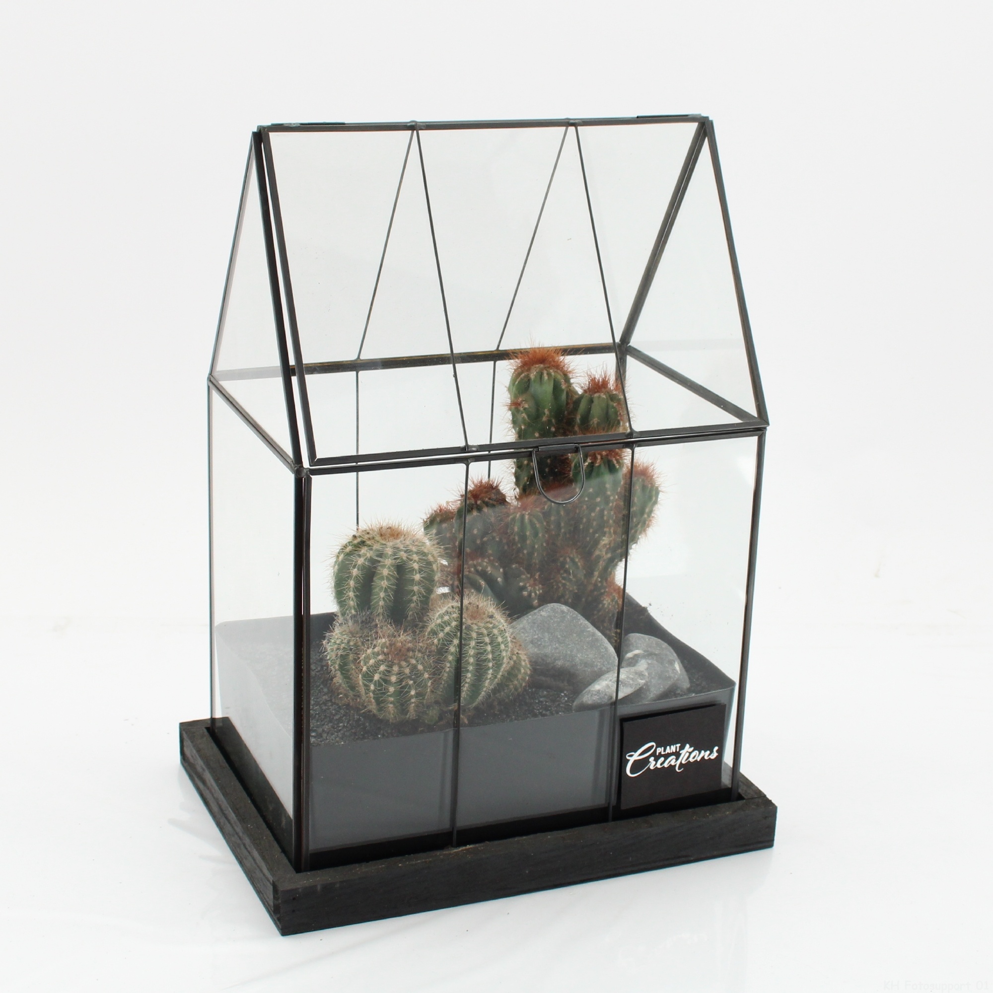CTCR-2627 Cactus Essentials Terrarium, D 23