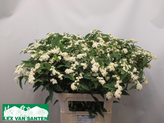 Эуфорбия куст. Квиксильвер 80, шт.