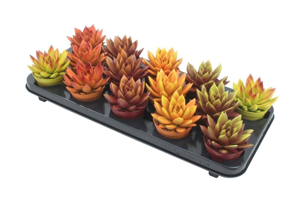 Miranda bicoloured autumn mix, D 8,5