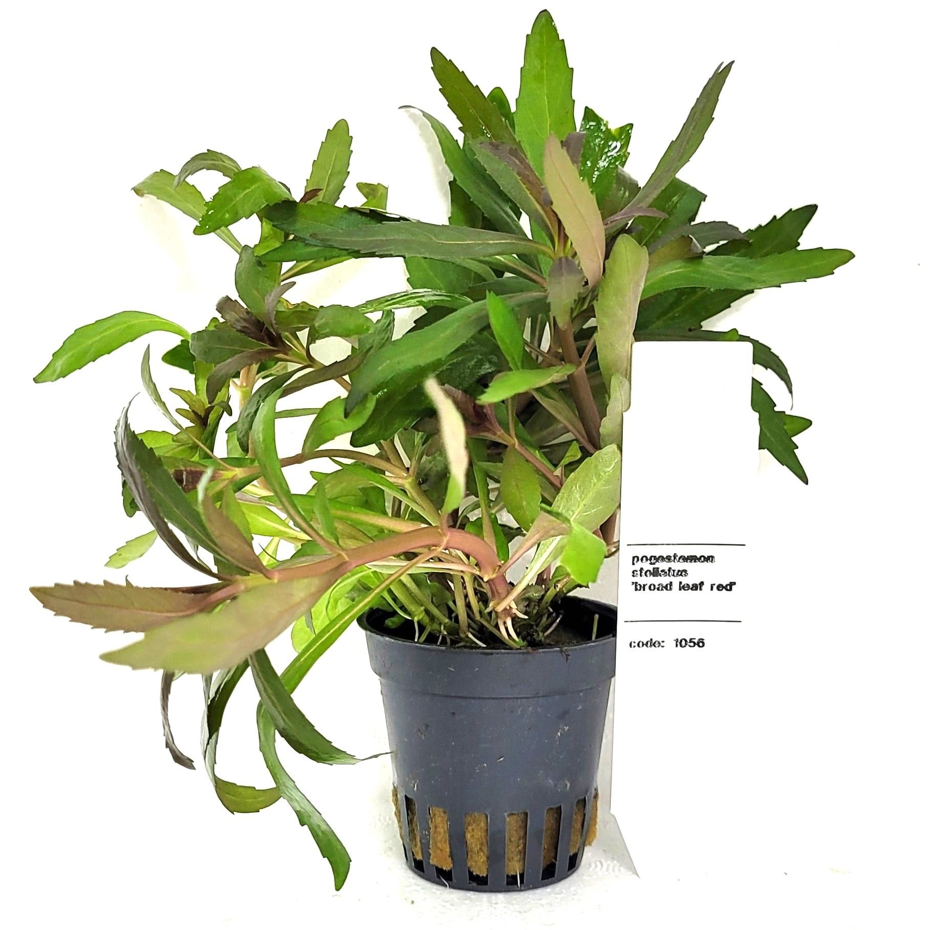 pogostemon stellata, D 5