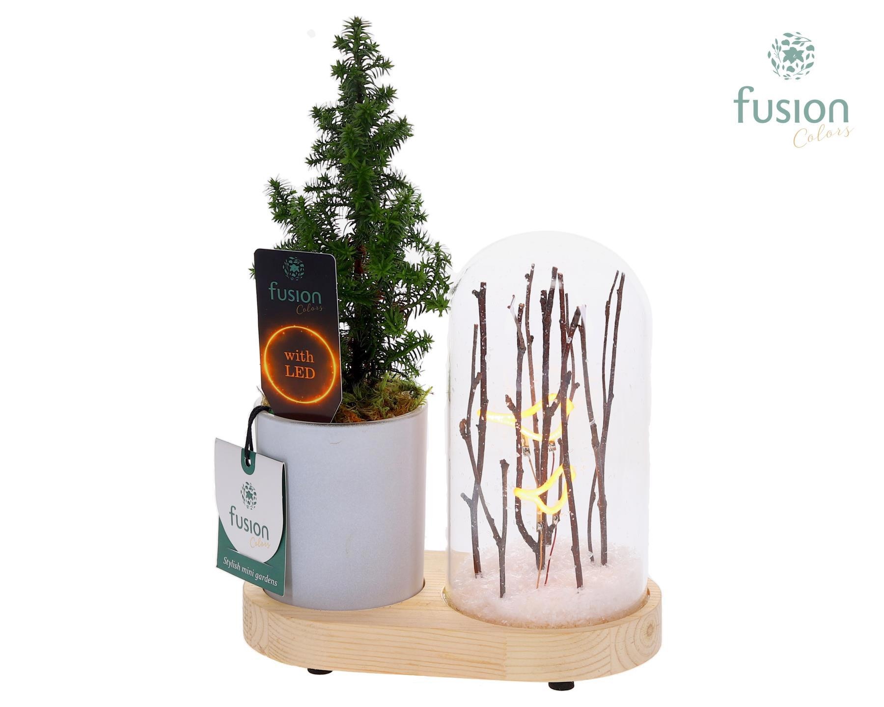 LED Lichtbal Vogels houten planter met Chamaecyparis., D 17