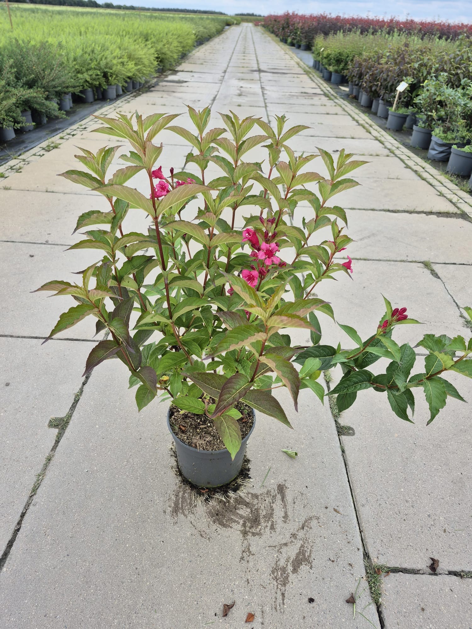 Weigela flor. 'Bristol Ruby', D 23 cm