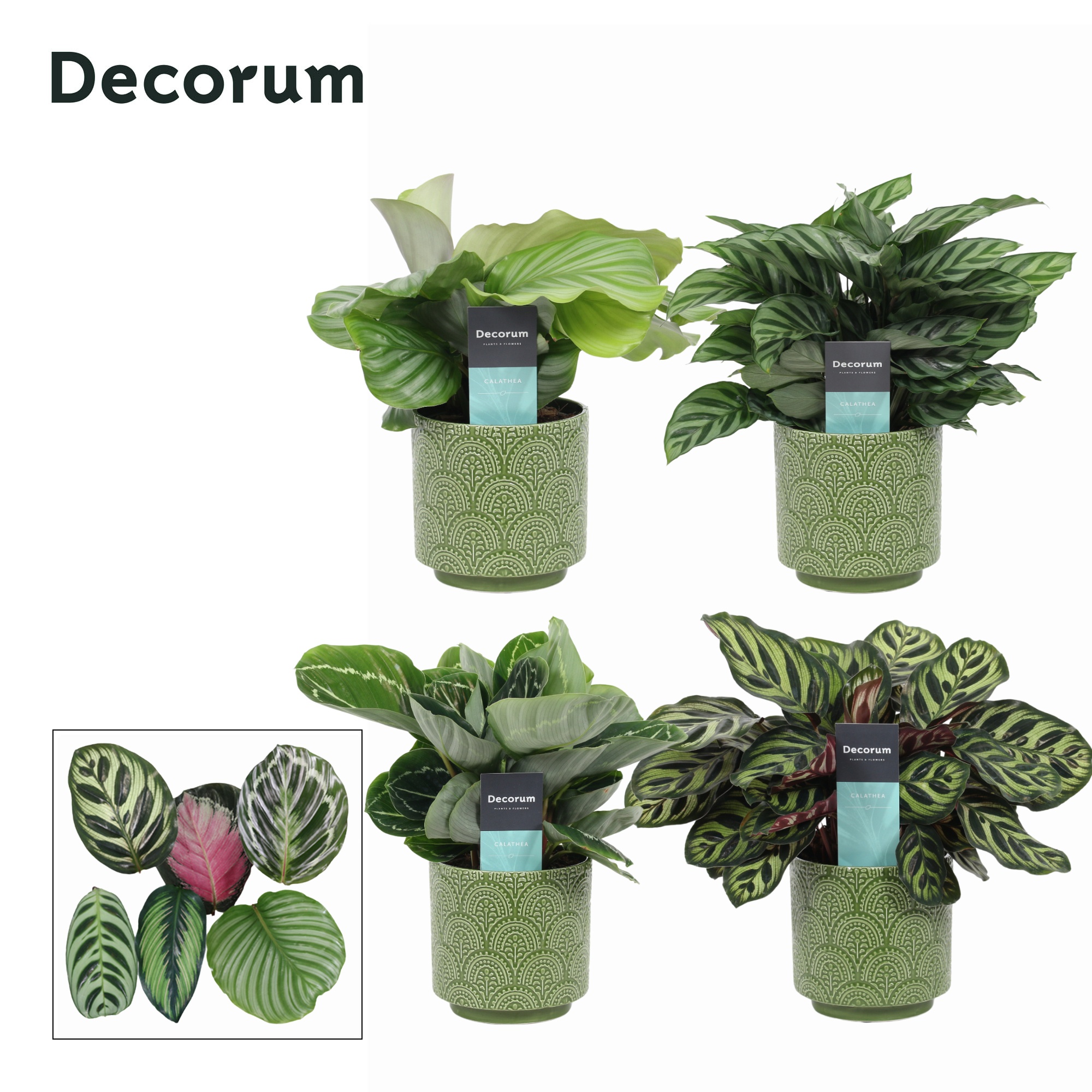 Calathea Mix in Ompot Juna (Decorum), D 12