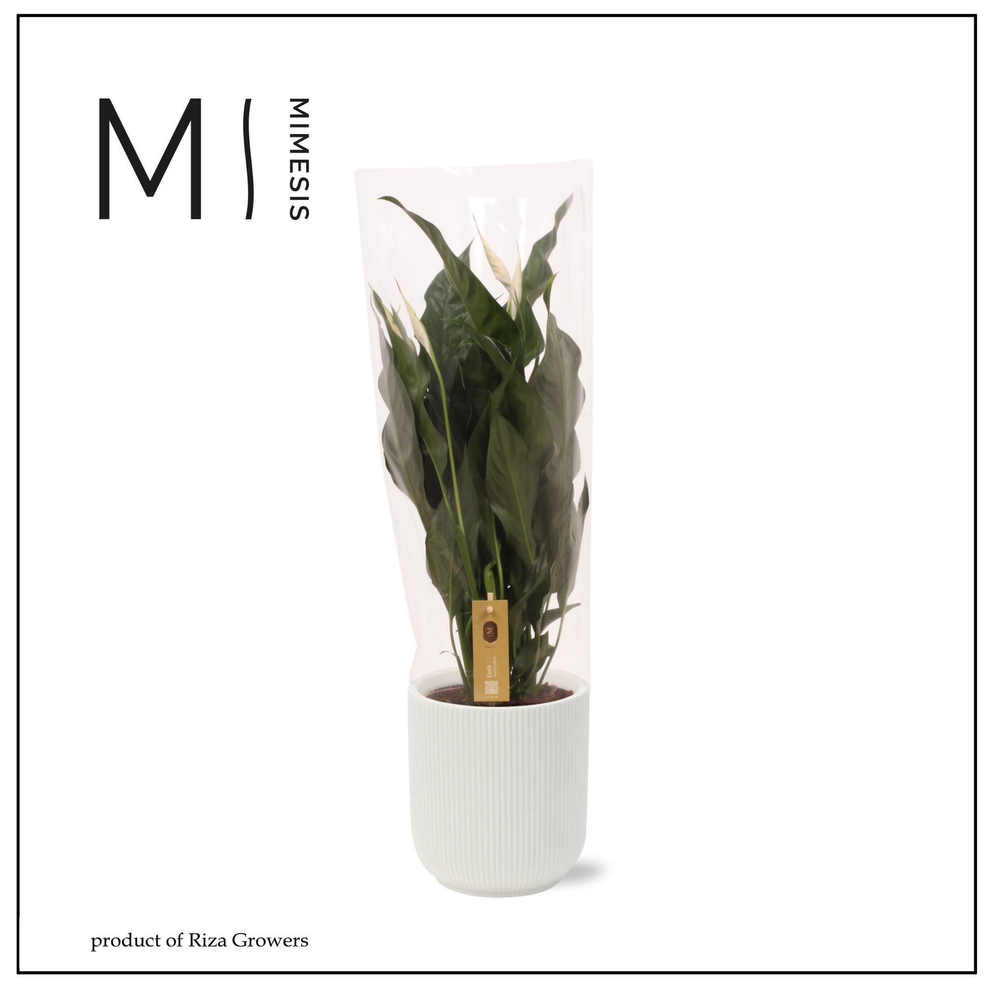 Spathiphyllum Sweet Curiosa - 13cm in Atlanta White | Mimesis, D 13