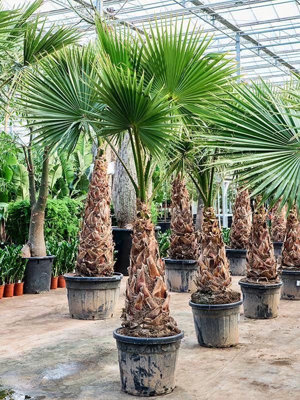 Washingtonia robusta 'Hybrid' (240-320), D 50