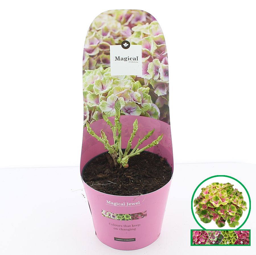 Hydrangea macr. Magical® 'Jewel'® Roze C2 (17cm.) Potcover, D 17