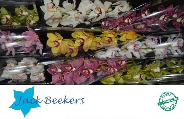 Цимбидиум Микс x9 60, шт.