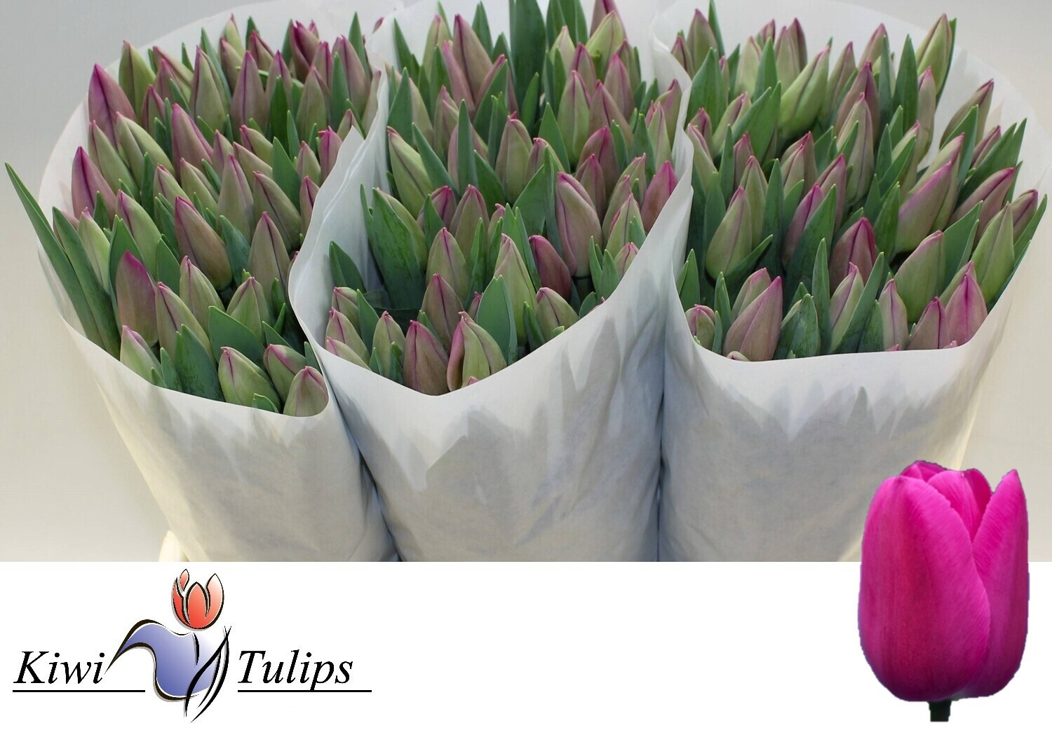 Тюльпан од. Барселона (ярко-роз.), шт.