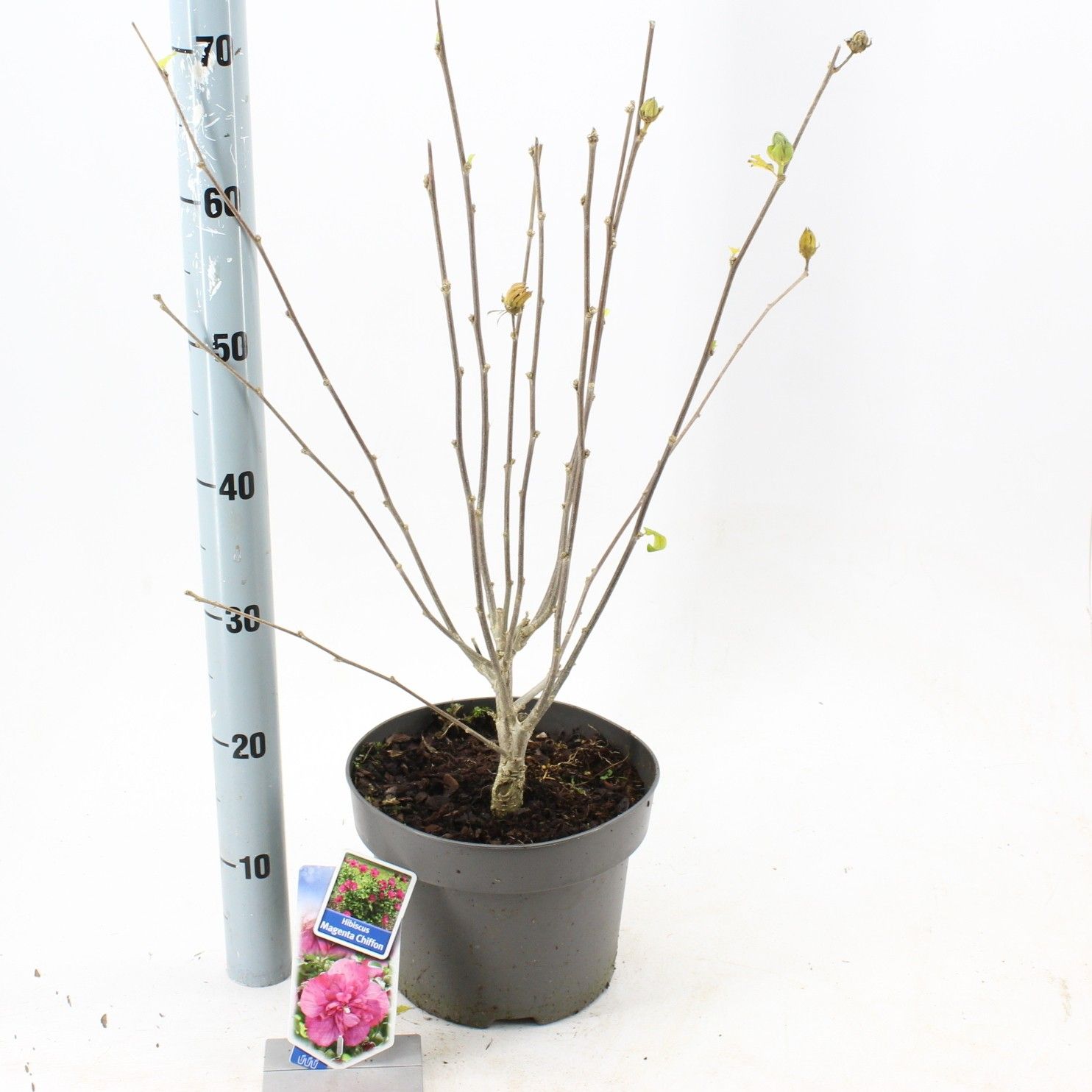 Hibiscus syr. Magenta Chiffon ('Rwoods5'PBR), D 23