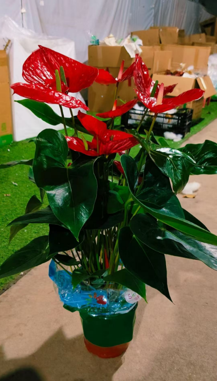 Антуриум Биг Гомер (3 сидлингс) 15 65