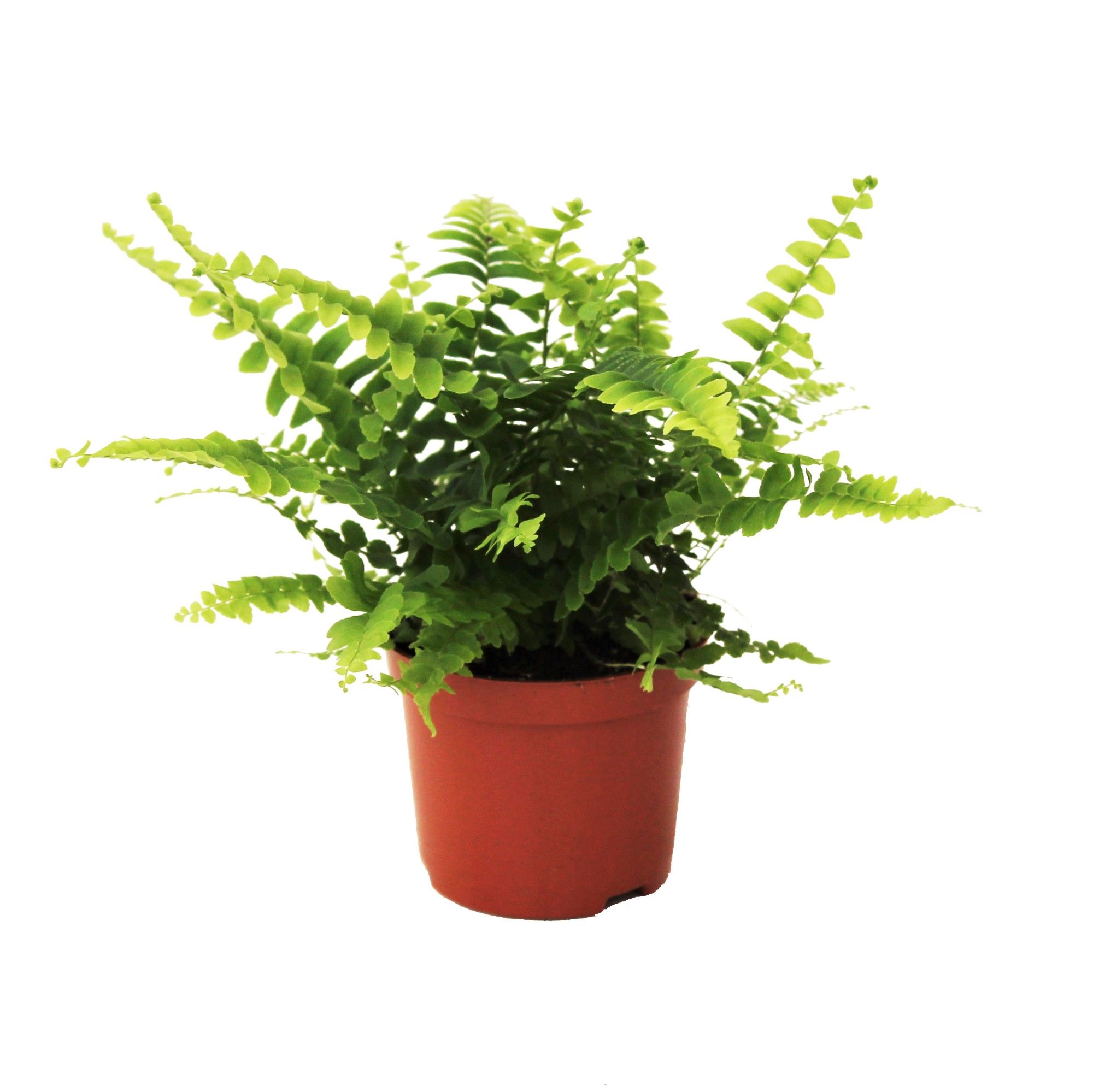 Nephrolepis Green Lady, D 8,5