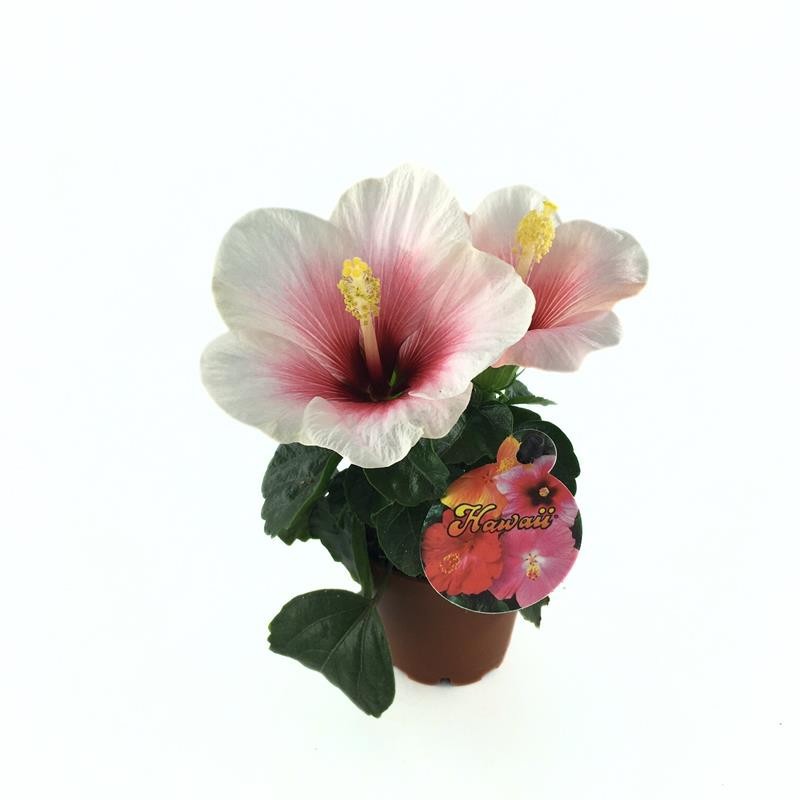 HIBISCUS ROSA SINENSIS 'MINI' Pink Dream, D 6 cm
