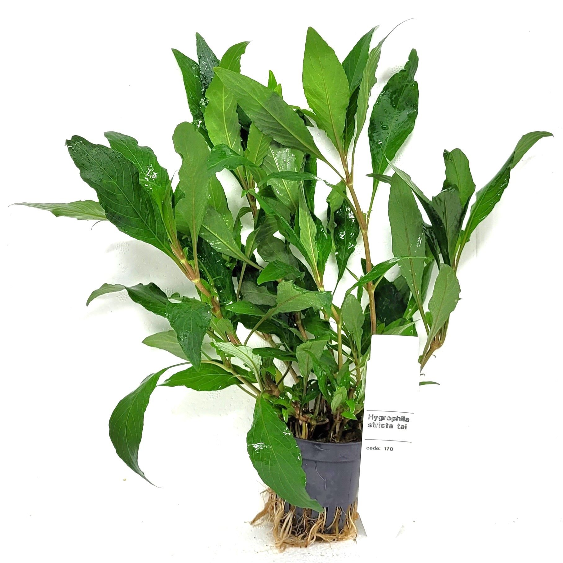 Nomaphila siamensis angustifolia, D 5