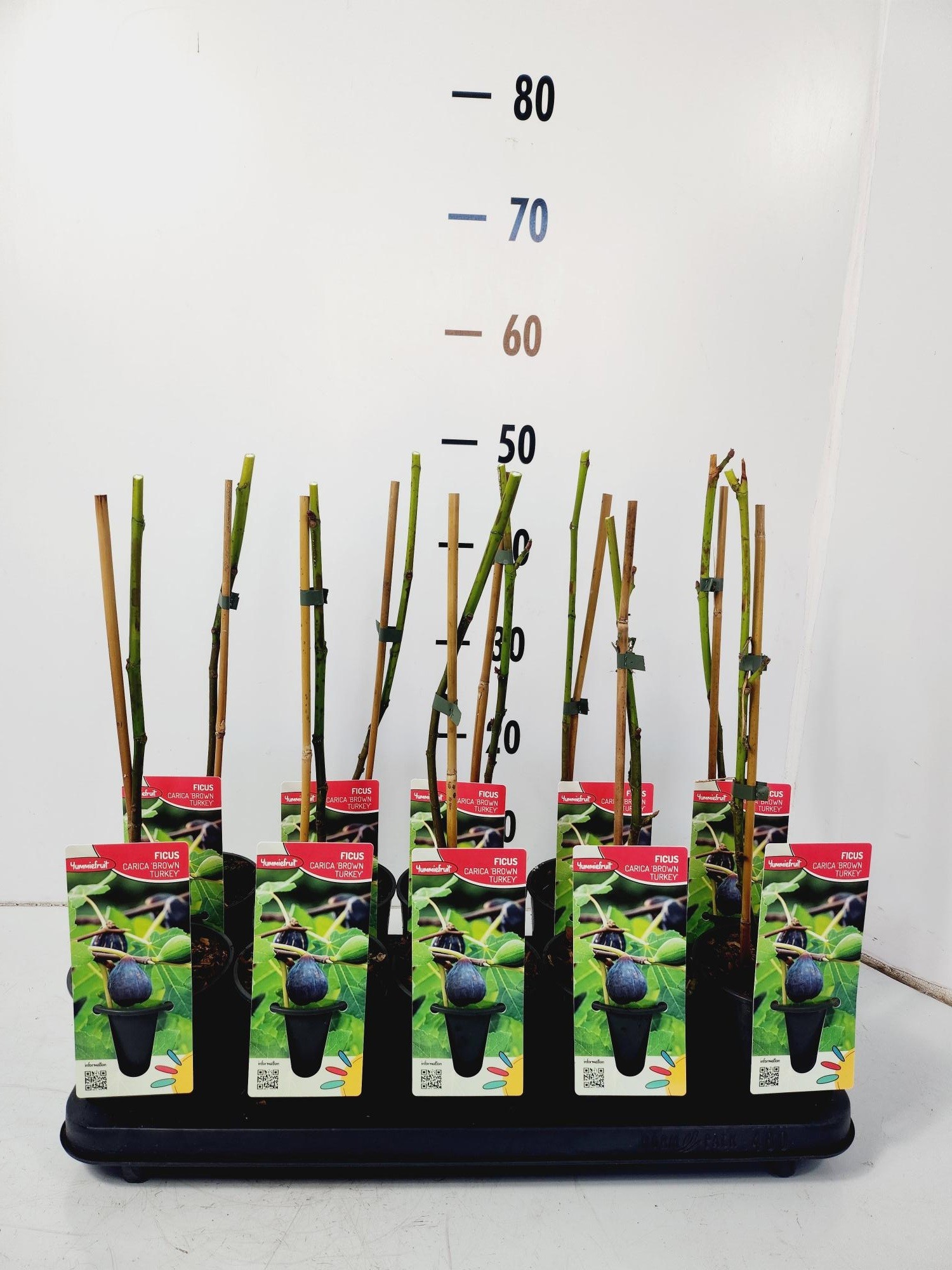 Ficusbrownturkey, D 12