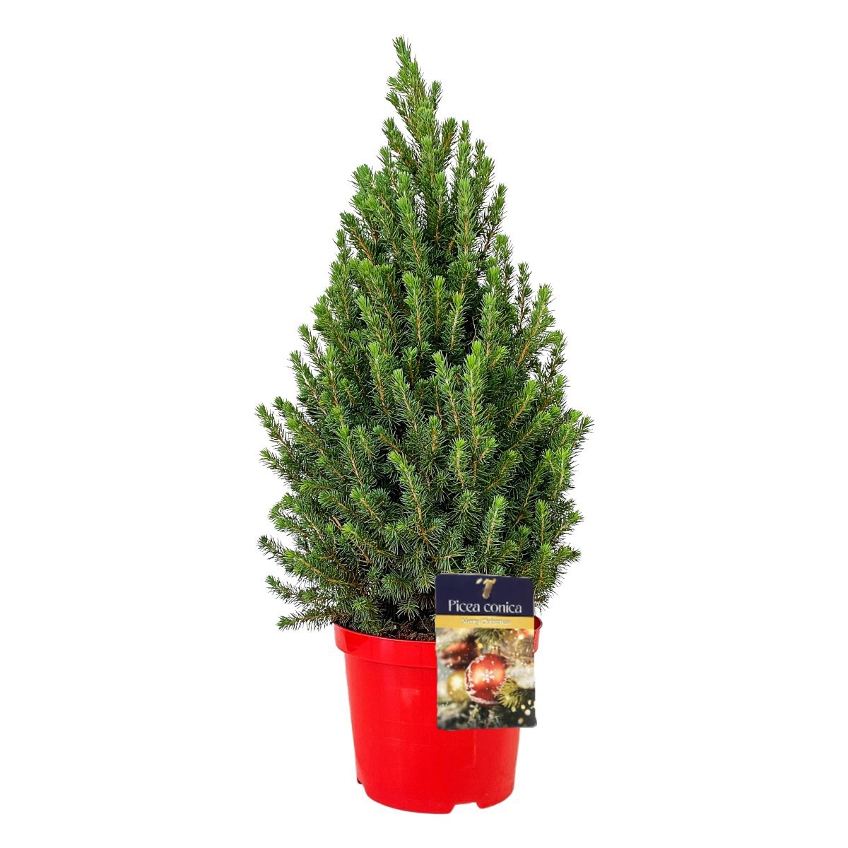 Picea gl. 'Conica' 40-50 cm Rood ( 50-60 cm ), D 19 cm