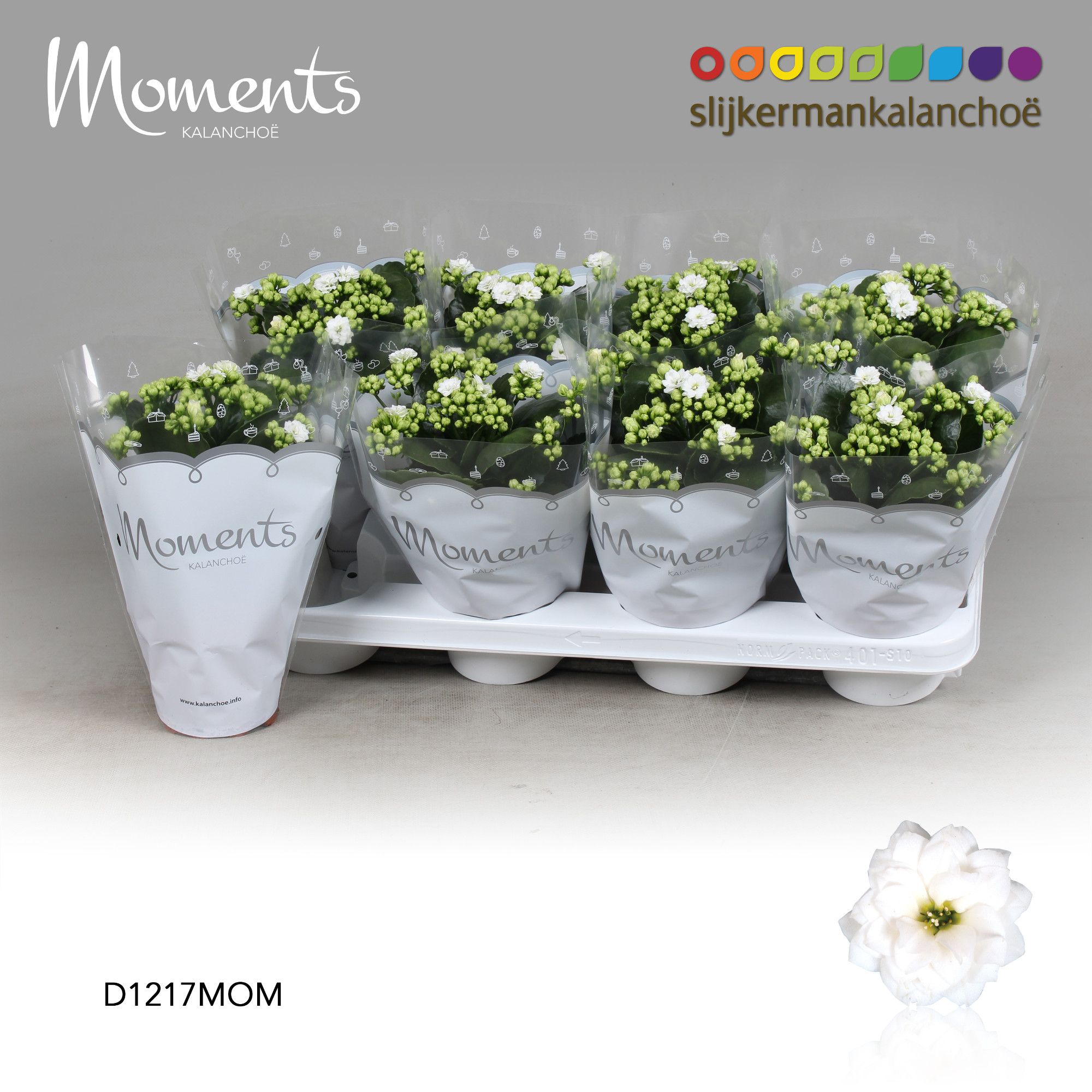 Kalanchoe Moments - White, D 12
