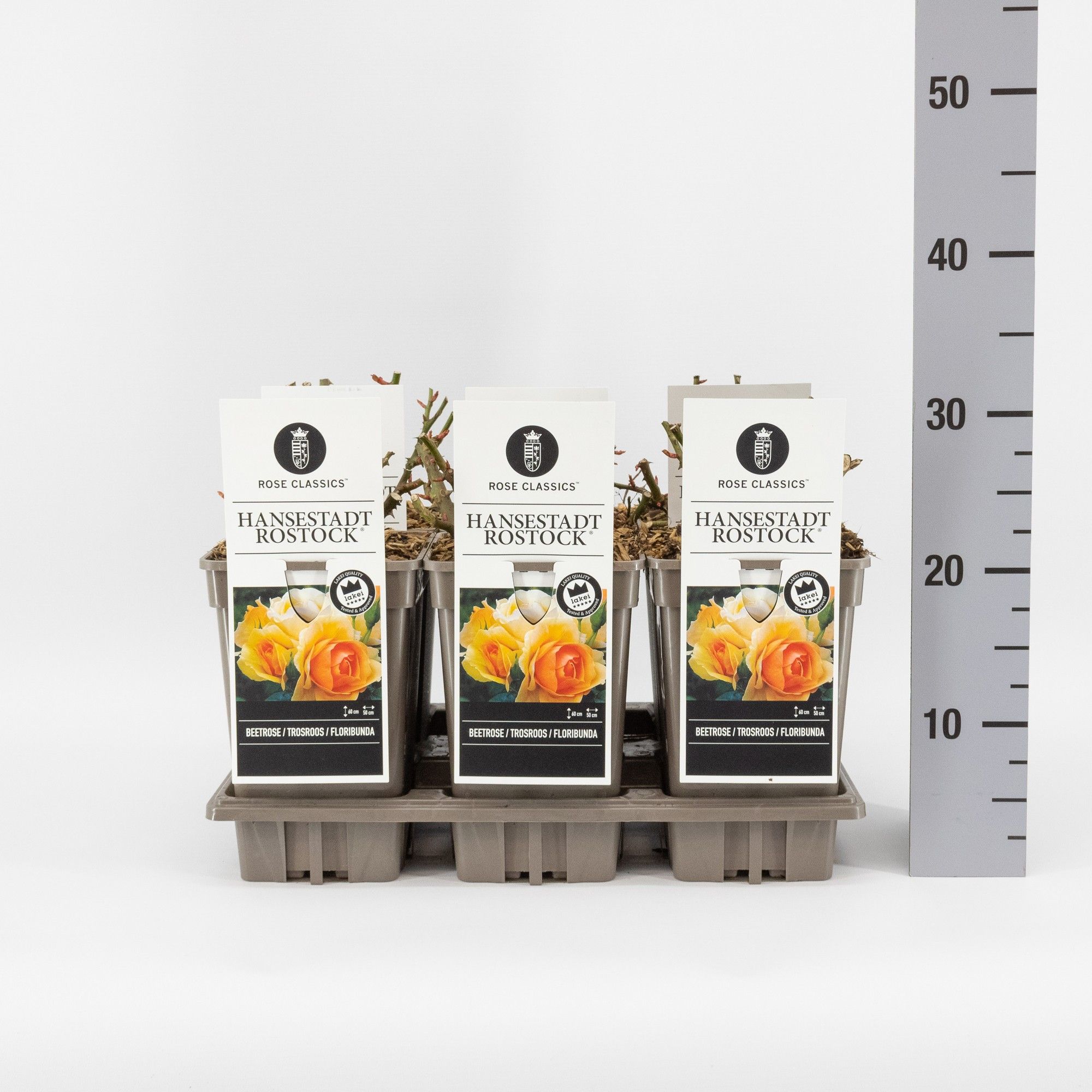 Rosa (F) Hansestadt Rostock ®, C3, D 17 cm