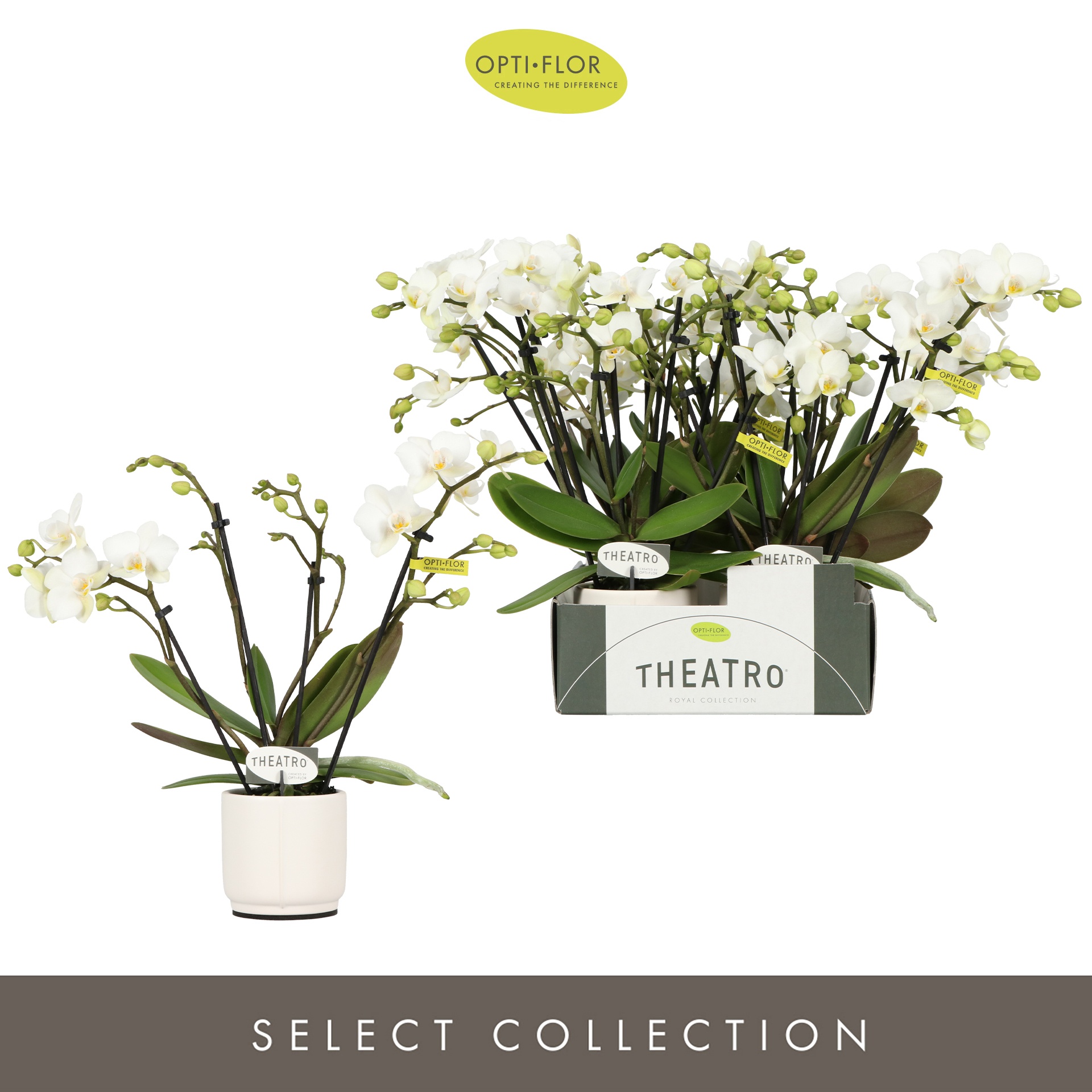 Theatro Funk 4 spike in Lazio White, D 7