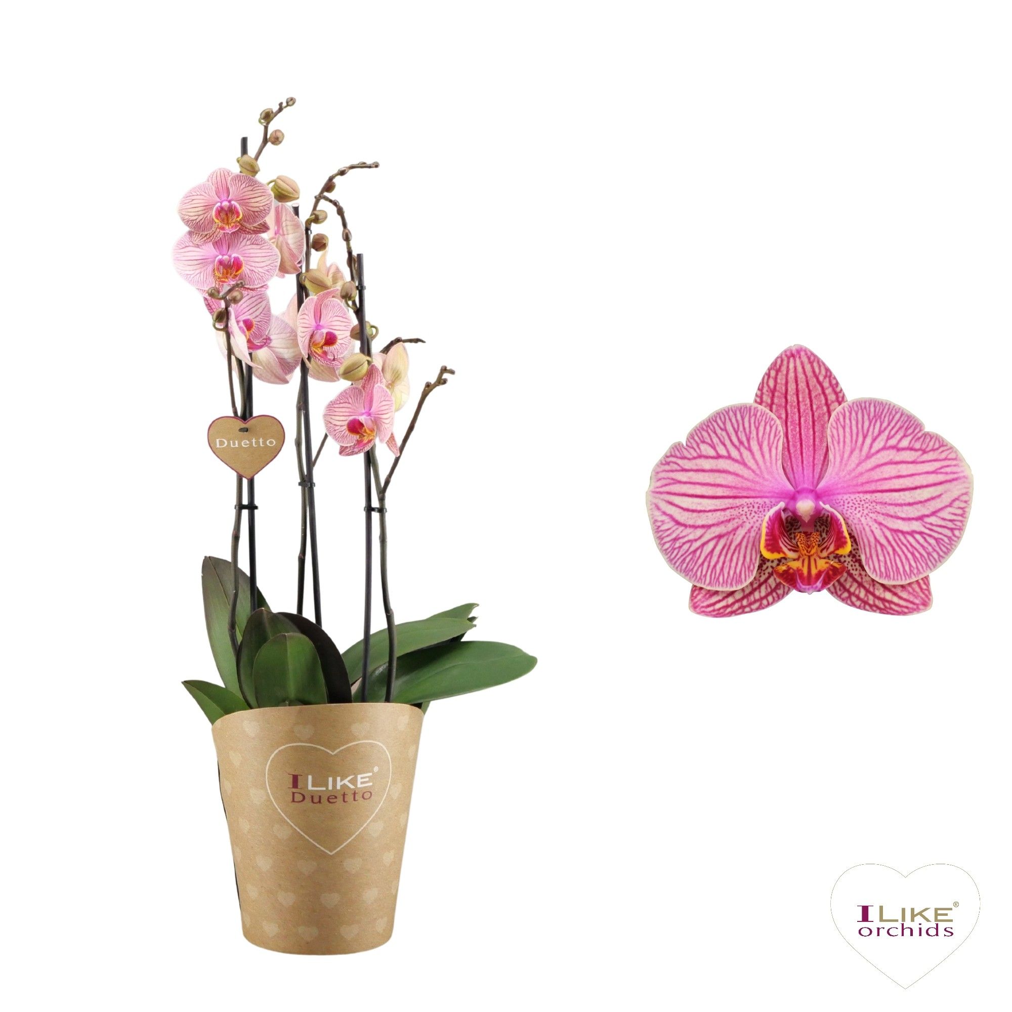 Duetto Jupiter 3-tak, D 17