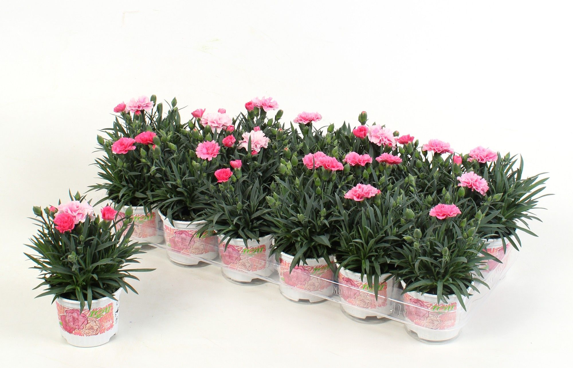 Dianthus I love U, D 9