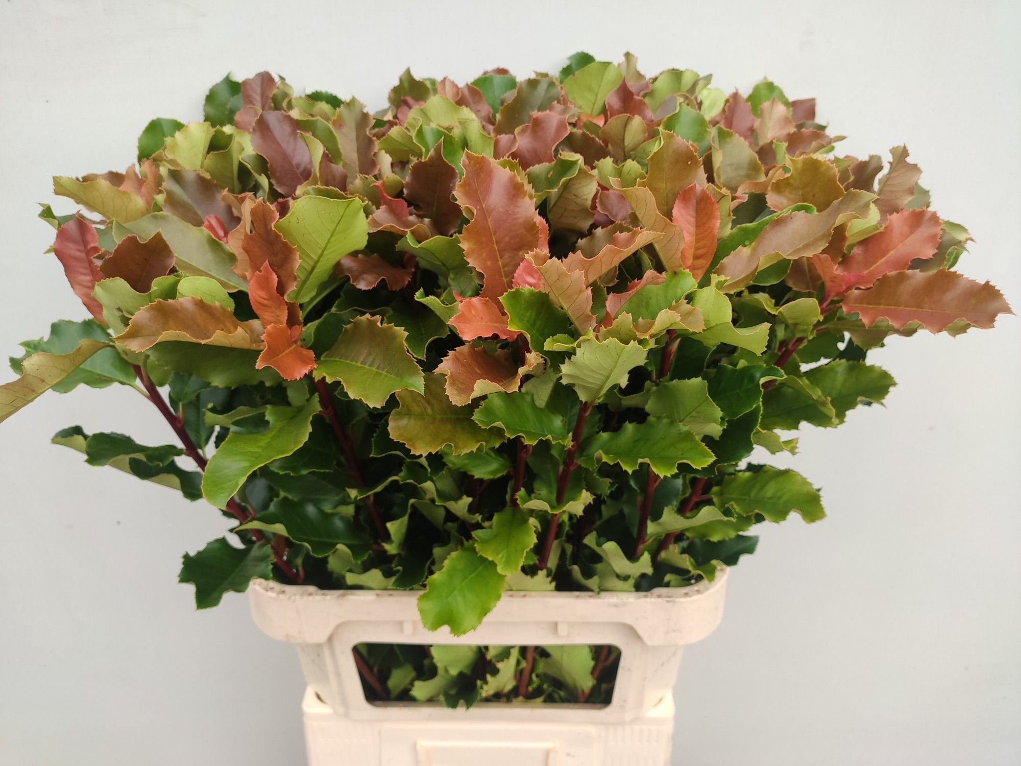 Фотиния Кури Фэнтази 80, шт.