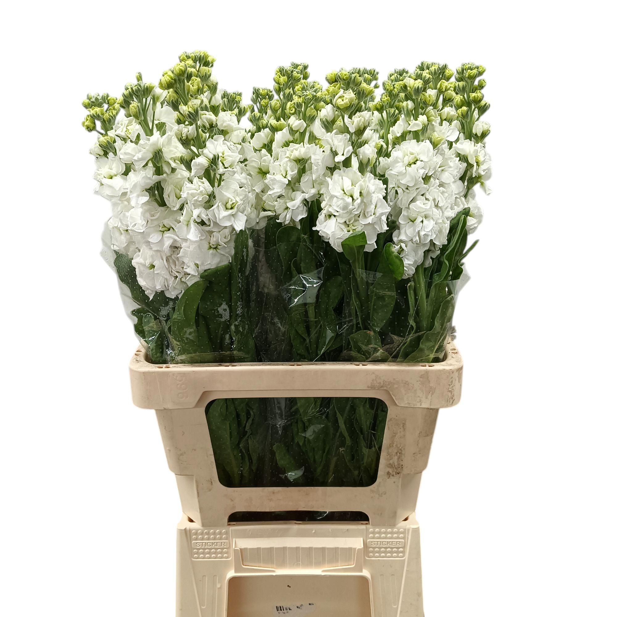 Маттиола од. Айрон Вайт 65, шт.