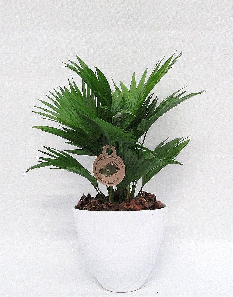 Livistona rotundifolia in avani pot, D 22