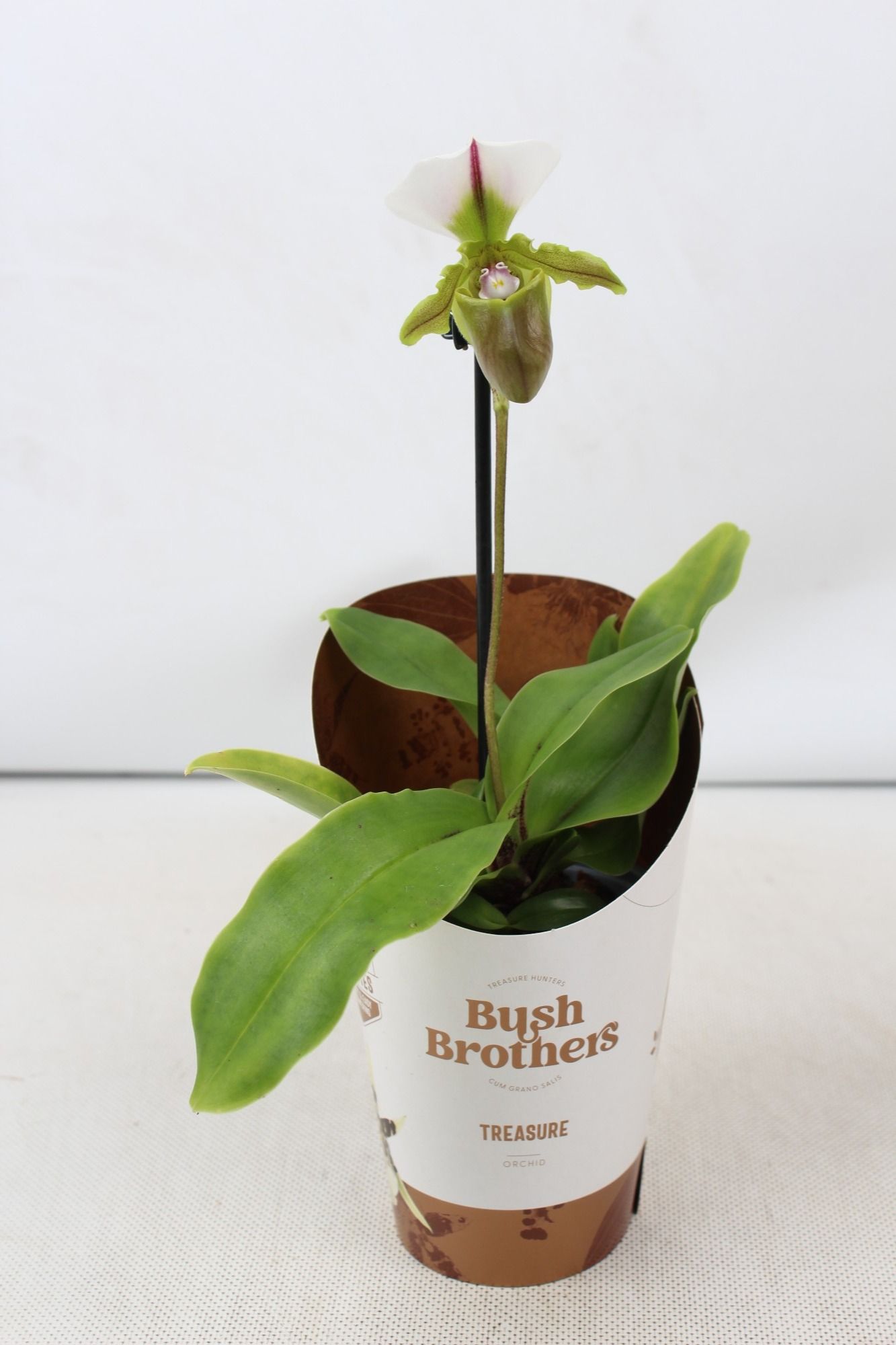 Paphiopedilum Spicerianum 1 tak 9 cm, D 9