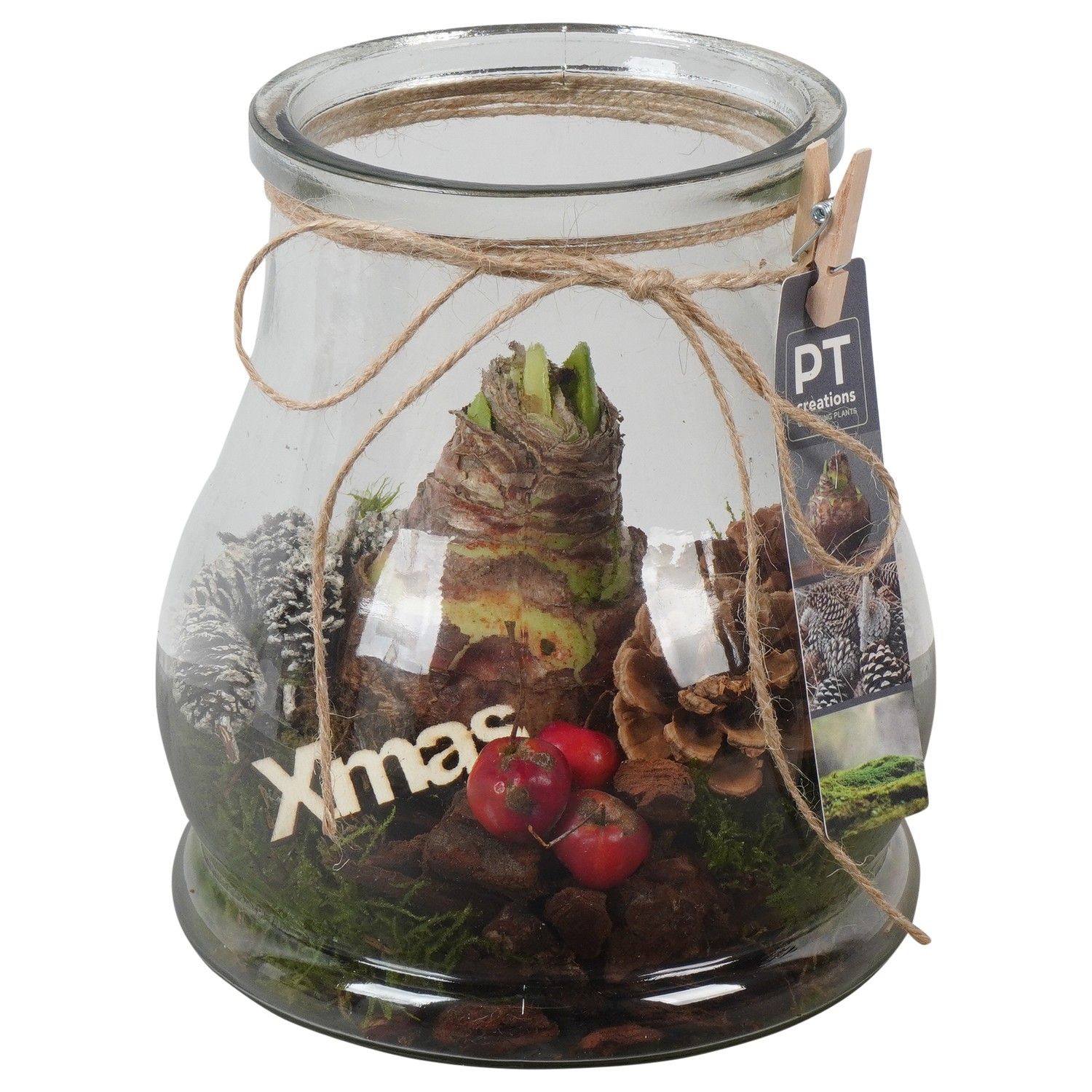 PTACH5933 Arrangement Amaryllis Christmas in glazen vaas, D 17 cm