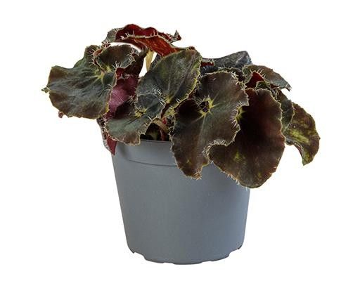 BEGONIA REX-HYBRID 5339 Dark Mambo, D 6