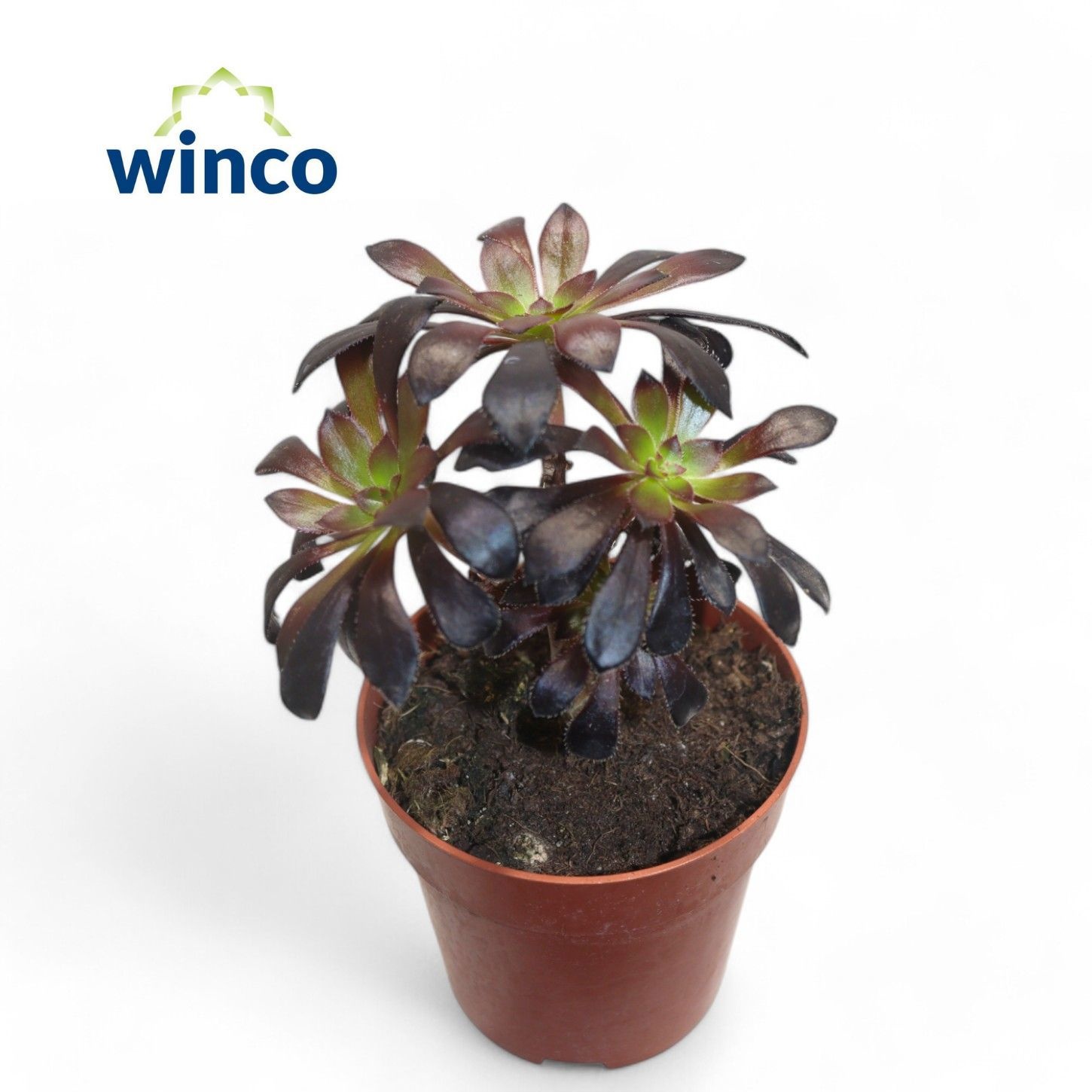 Aeonium Schwartzkopf Bonsai, D 8,5